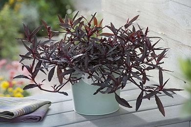 喀山未来运动会《DOTA2》项目 中国战队包含前三